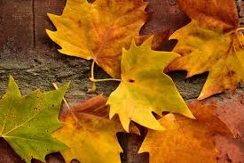 A close up of leaves on the ground